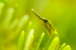 ~ The Grass isn’t Always Greener ~
 by Geo Cloete 
